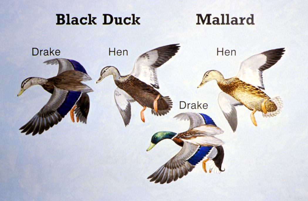 Duck Id Chart