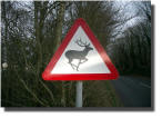Beware of the deer